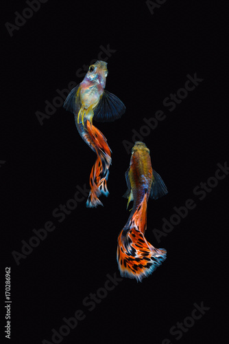Colorful male guppy isolated on black background