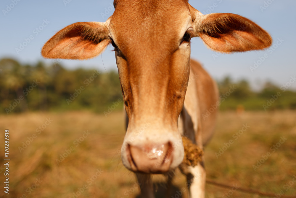 A cow in a meadow. Calf. India. In field. Livestock. On the farm. Close up. Eyes, ears, nose. Cow's muzzle.
