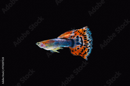 Colorful male guppy isolated on black background