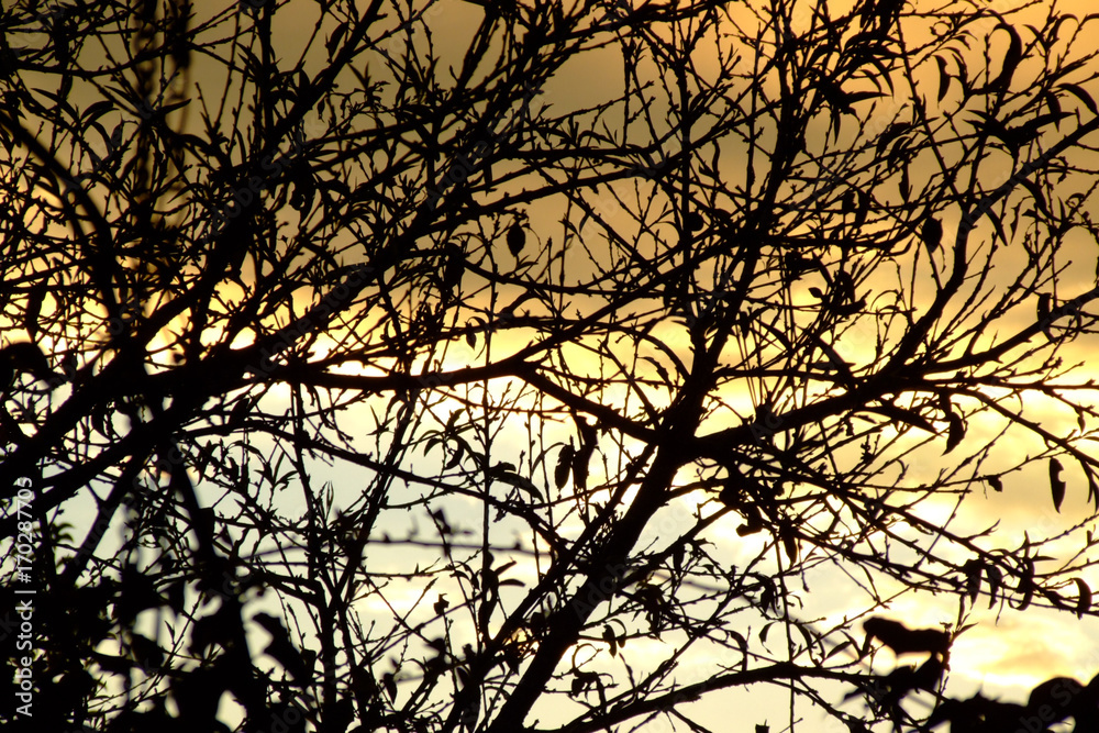 Sunset with branches in an orange sky. Chaotic natural pattern made by branches. Asymmetric pattern Sunset with branches in an orange sky. Chaotic natural pattern made by branches. Asymmetric pattern