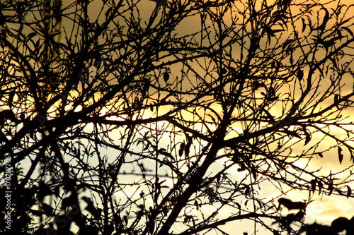 Sunset with branches in an orange sky. Chaotic natural pattern made by branches. Asymmetric pattern