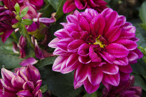 Strong bright pink flowers forming a triangle composition
