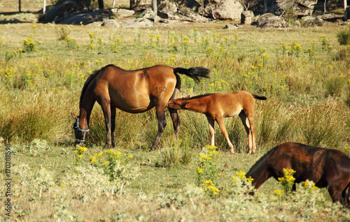 Wild horses