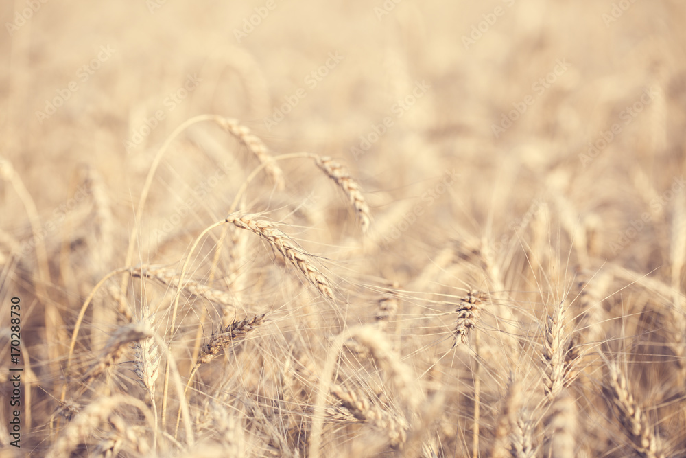 Fototapeta premium Photo of wheat field in summer afternoon