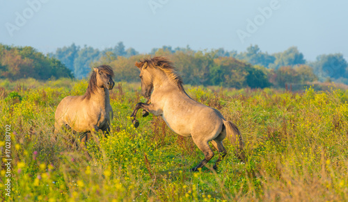 Herd of horses in a field at sunrise in summer