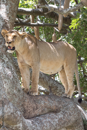Lionness Portait on a Tree