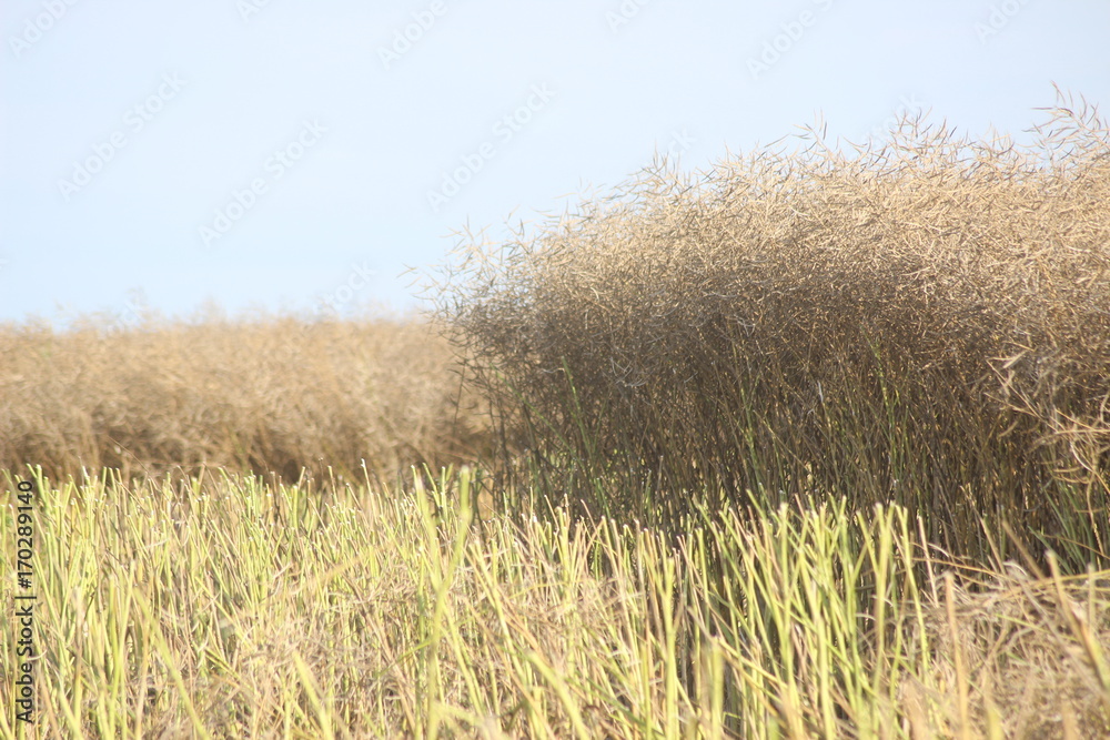 Obraz premium Rapsernte