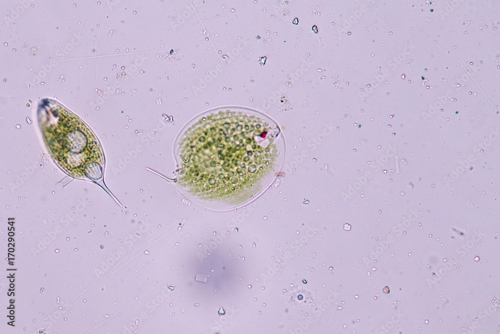 Phacus is a genus of unicellular protists, of the phylum Euglenozoa
