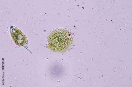 Fotografie Phacus is a genus of unicellular protists, of the phylum Euglenozoa
