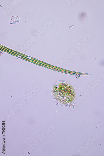 Fotografie Phacus is a genus of unicellular protists, of the phylum Euglenozoa