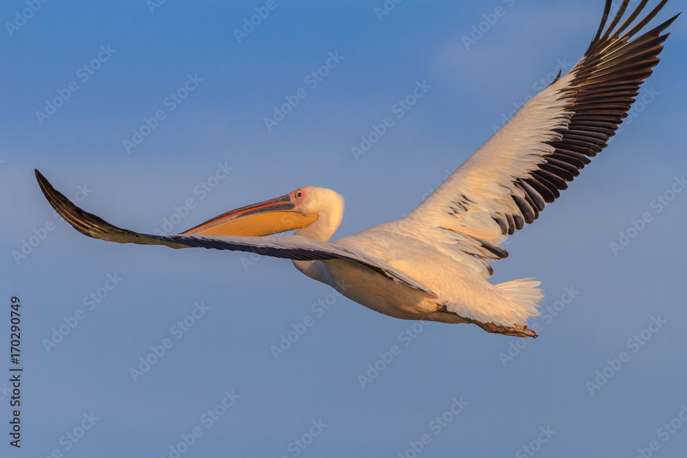 Obraz premium white pelican (pelecanus onocrotalus)