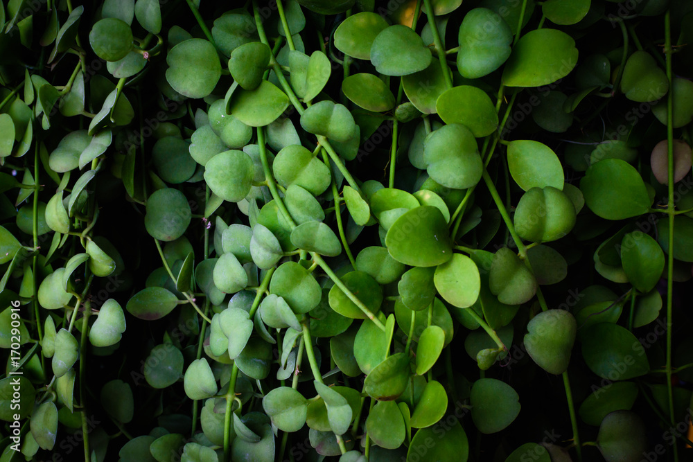 Tropical green leaves texture background. Green leaf background concept, Low key shot photo. Tropical green leaves texture background. Green leaf background concept, Low key shot photo.