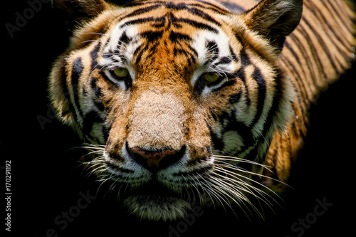 tygrys-patrzacy-do-gory