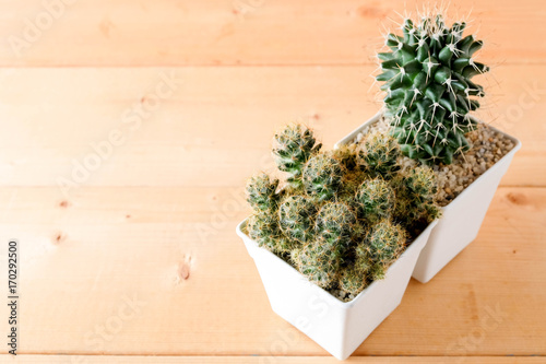 succulents or cactus in concrete pots over orange background on the shelf