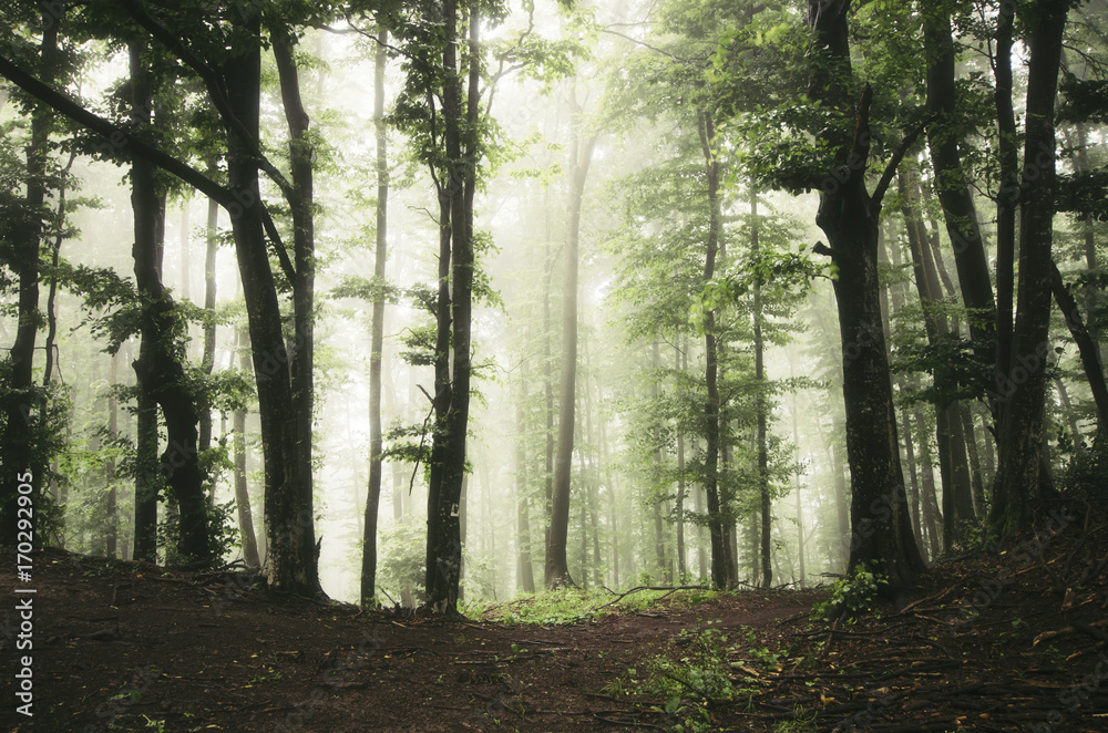 Obraz premium dark green forest in fog