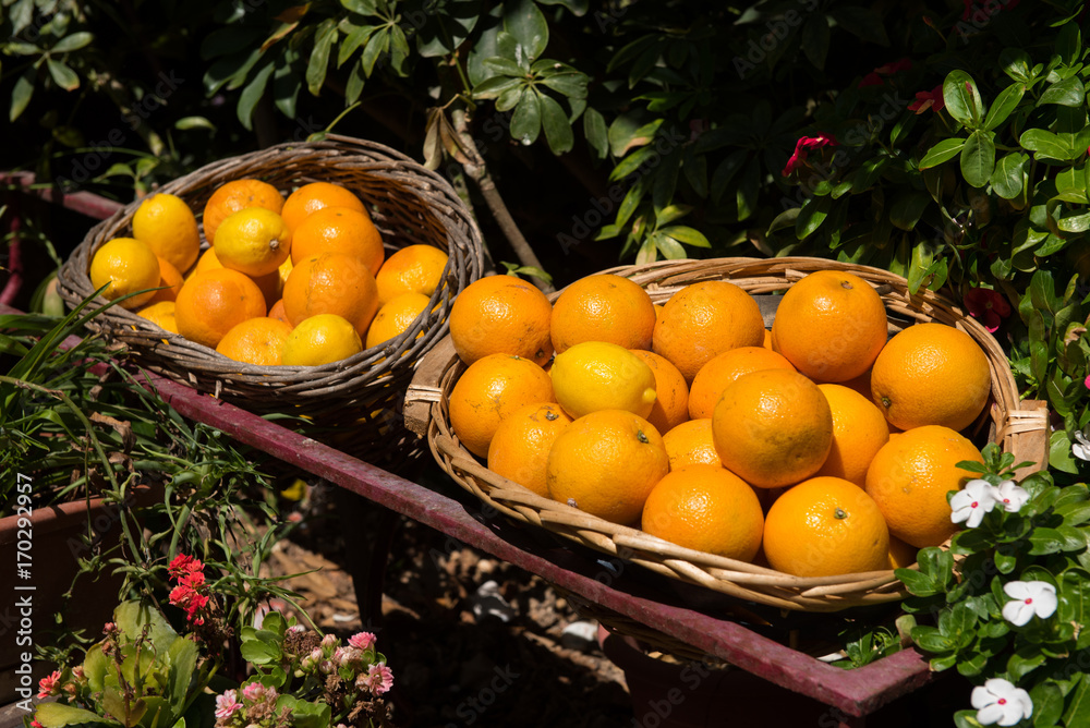 Freshly picked oranges in a basket