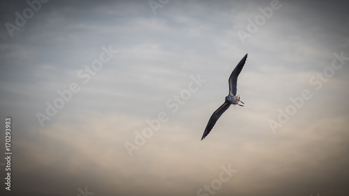 Seagull over Mina