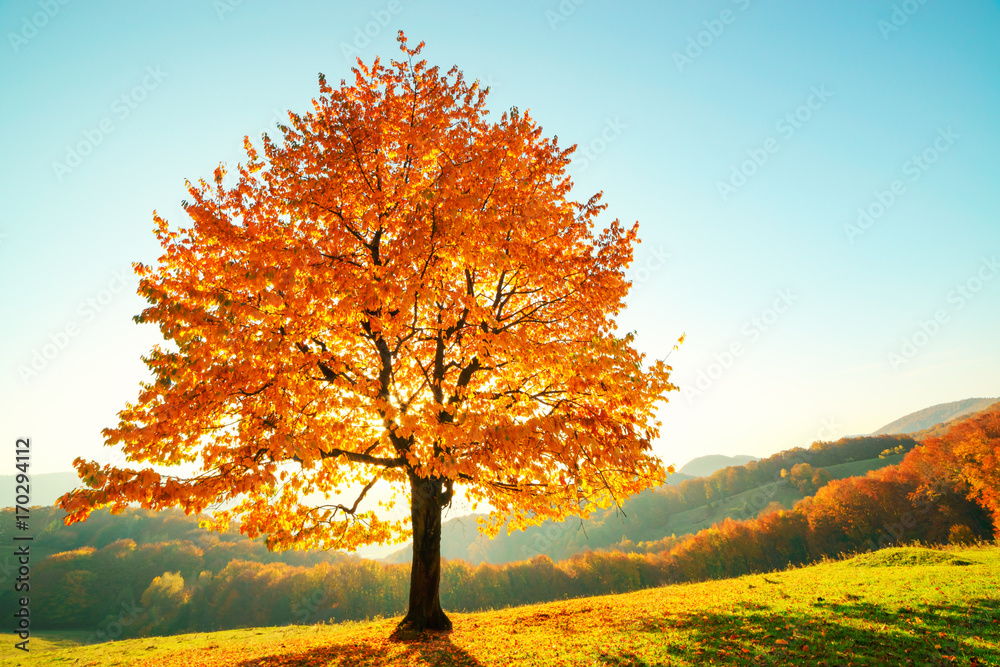 Obraz premium Majestatyczne drzewo bukowe z promieniami słonecznymi