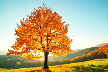 Majestic beech tree with sunny beams