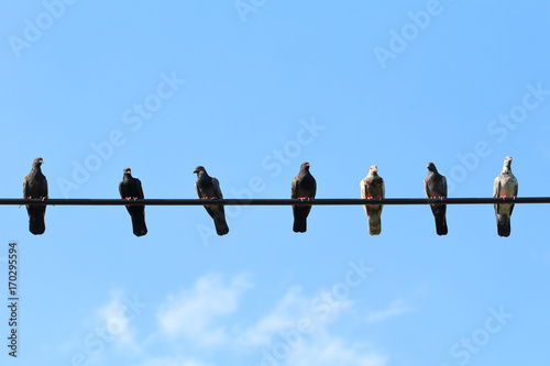 Flock of pigeons on electronic wires.