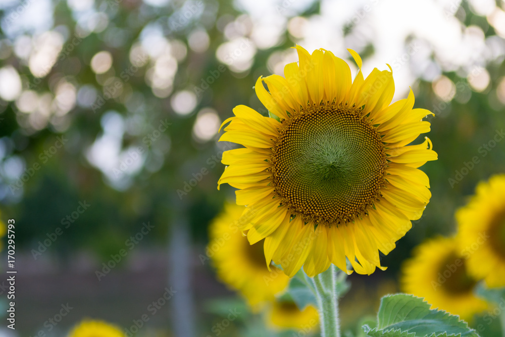 Fototapeta premium Sunflower in garden