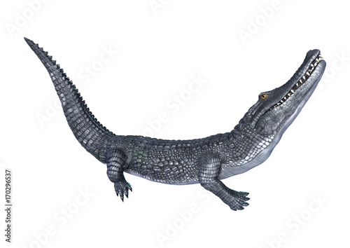 3D Rendering Alligator Caiman on White © photosvac