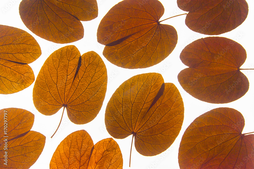 Golden leaf on white background Golden leaf on white background