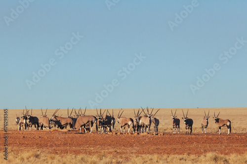 Oryx   Gemsbok in nature