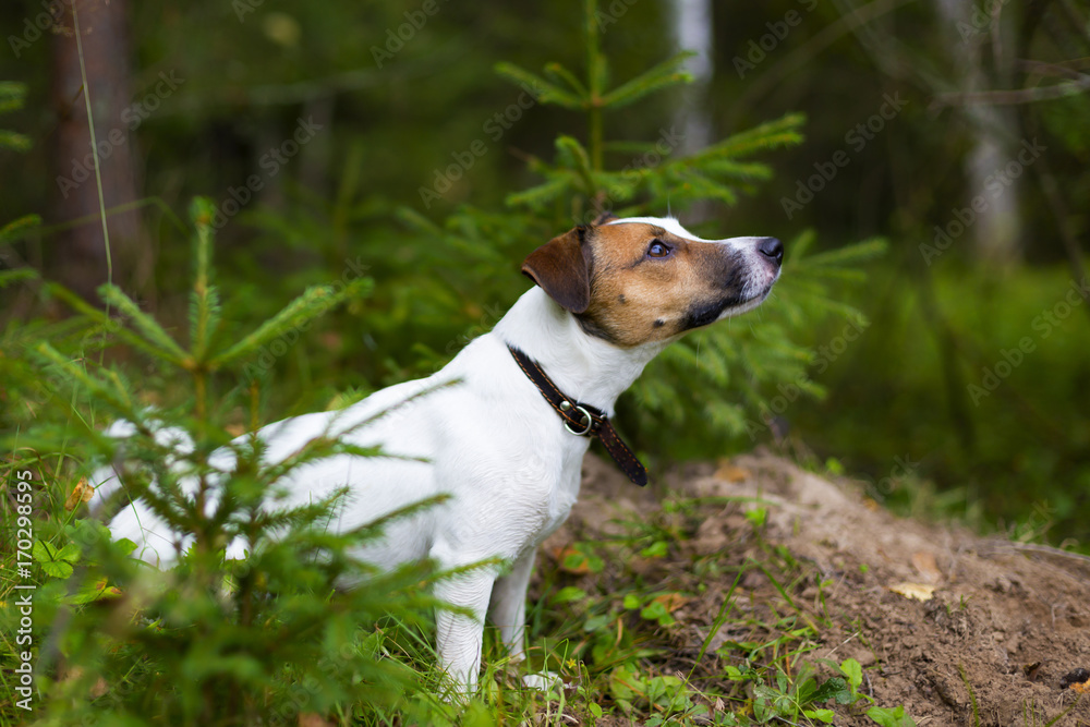 Jack Russell in autumn forest