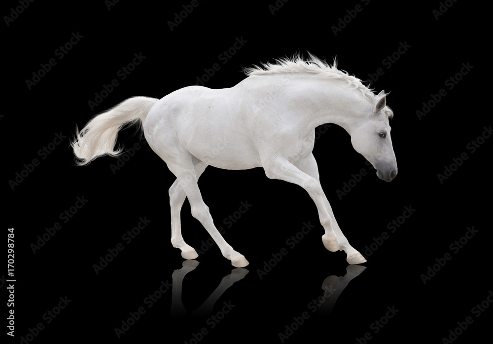 Naklejka premium black horse runs isolated on white background