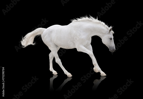 black horse runs isolated on white background