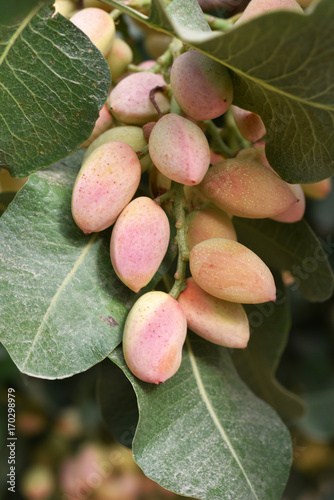 Pistachio nuts