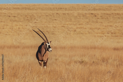 Oryx & Gemsbok in nature