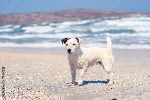 White mongrel dog with a black ear on the beach in a storm. © ptizza_dodo