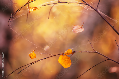 dry yellow leaves on a branch and spiders. Lovely natural background, round bokeh in the background, spiders among the leaves. Autumn mood. Selective soft focus. 