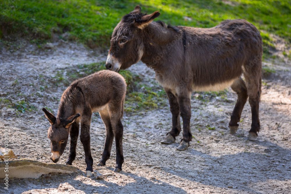 Young donkey with mother on the grassland Young donkey with mother on the grassland