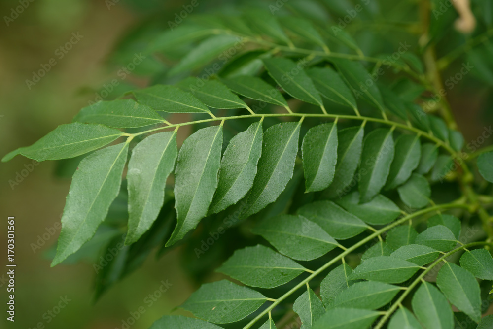 Close up of Curry leaf Close up of Curry leaf