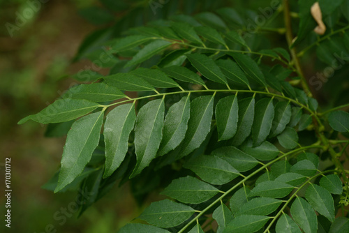 Close up of Curry leaf