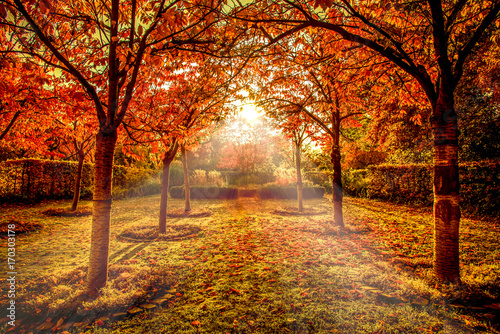 Sunrays through red autumn trees in a park