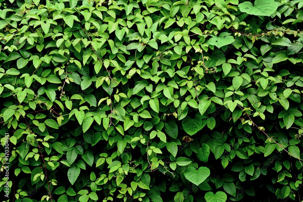 leaves of ivy covering a little tree in the forest leaves of ivy covering a little tree in the forest