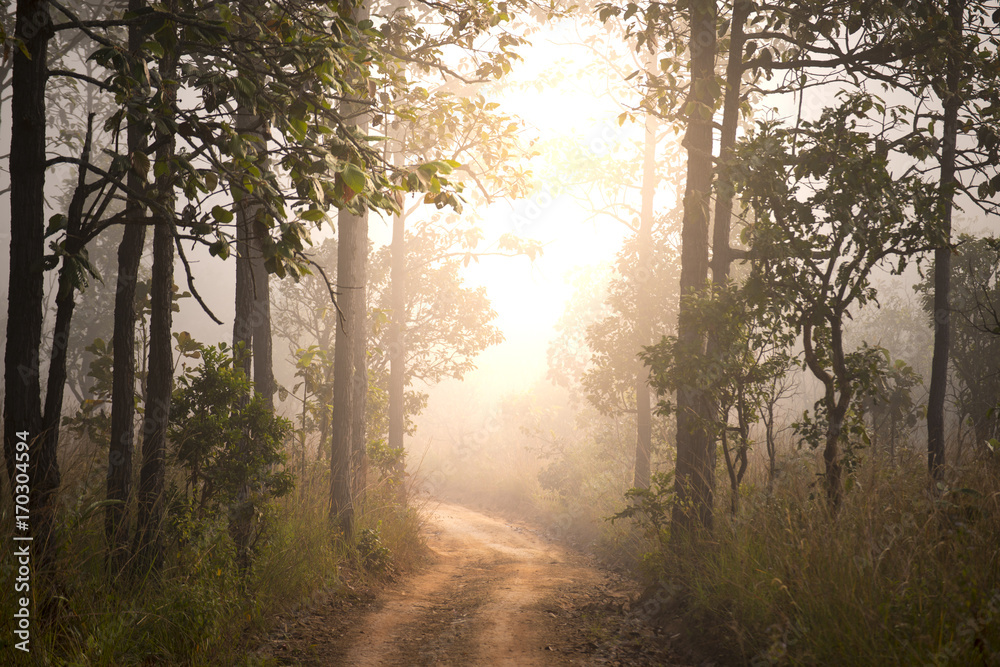 Local road in the tropical forest