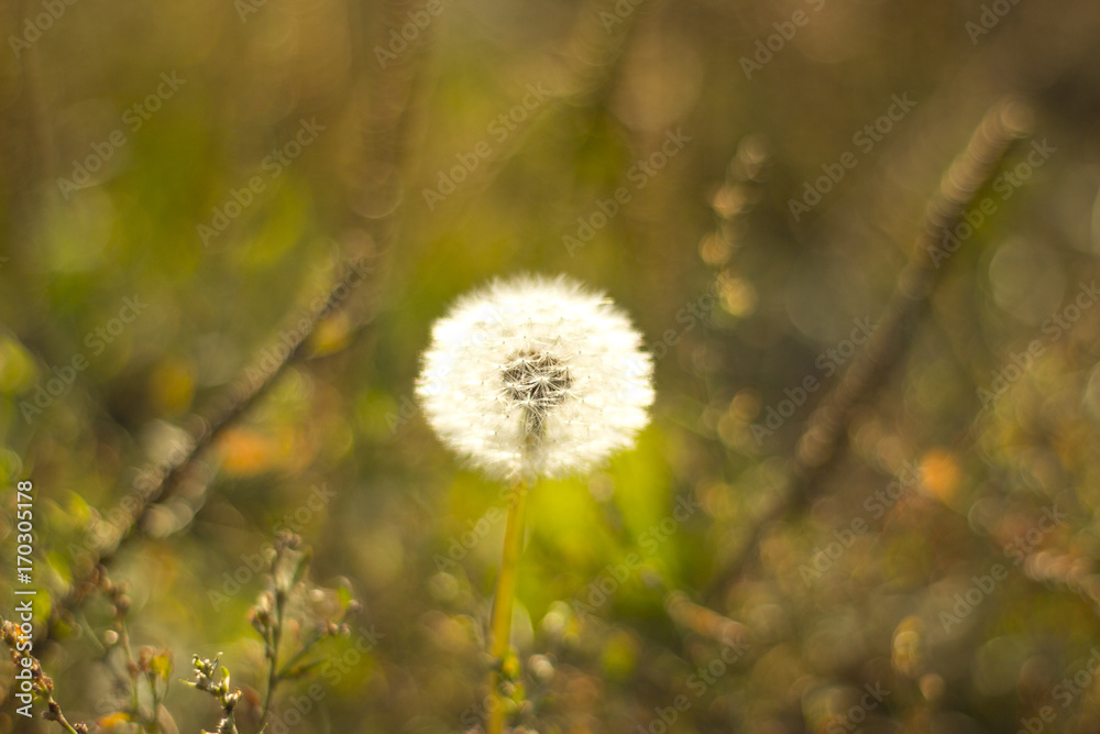 Dandelion macro Dandelion macro