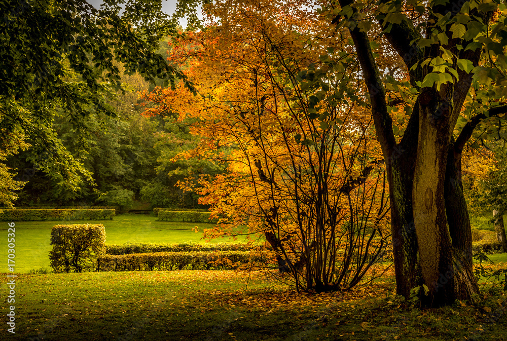 Autumn mood in a park