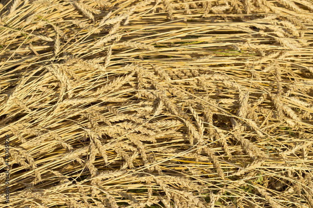 Wheat field Wheat field
