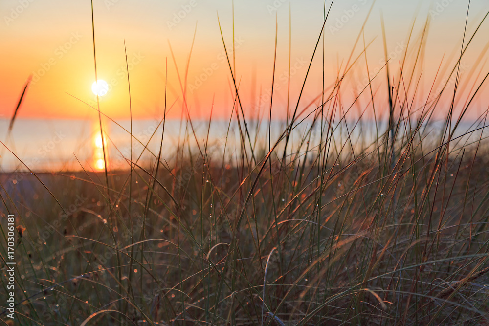 Dune grass at sunrise on the beach, on the island of Usedom Dune grass at sunrise on the beach, on the island of Usedom