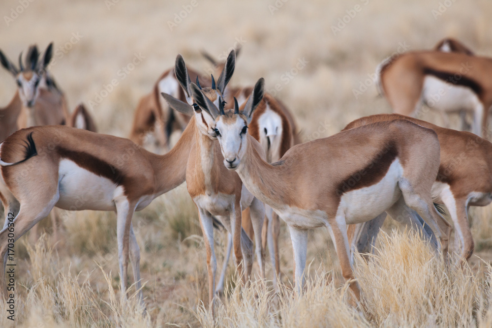 Springbok in nature Springbok in nature