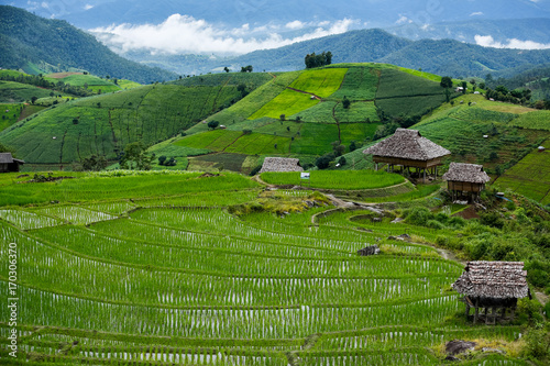 Pa Pong Piang Rice Terraces, northern of thailand, chiangmai