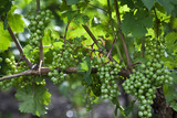 Green grapes in vineyards