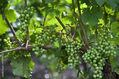 Wallpaper Mural Green grapes in vineyards Torontodigital.ca
