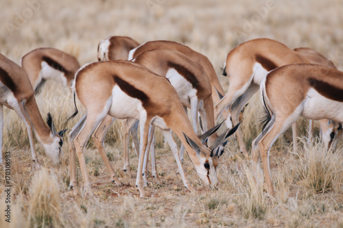 Springbok in nature